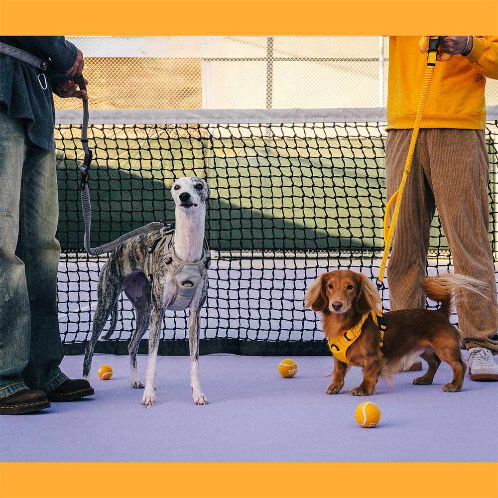 Correo de perros de nylon de mango suave versátil de doble lado de doble cara - Caminador flexible