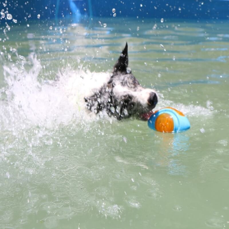 Juguete para perros interactivo juguete al aire libre juguete de agua flotante