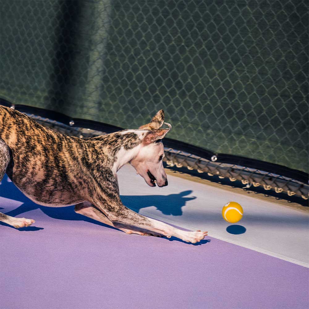 Juguete de perro de tenis Ball - Squeaky & Bounce