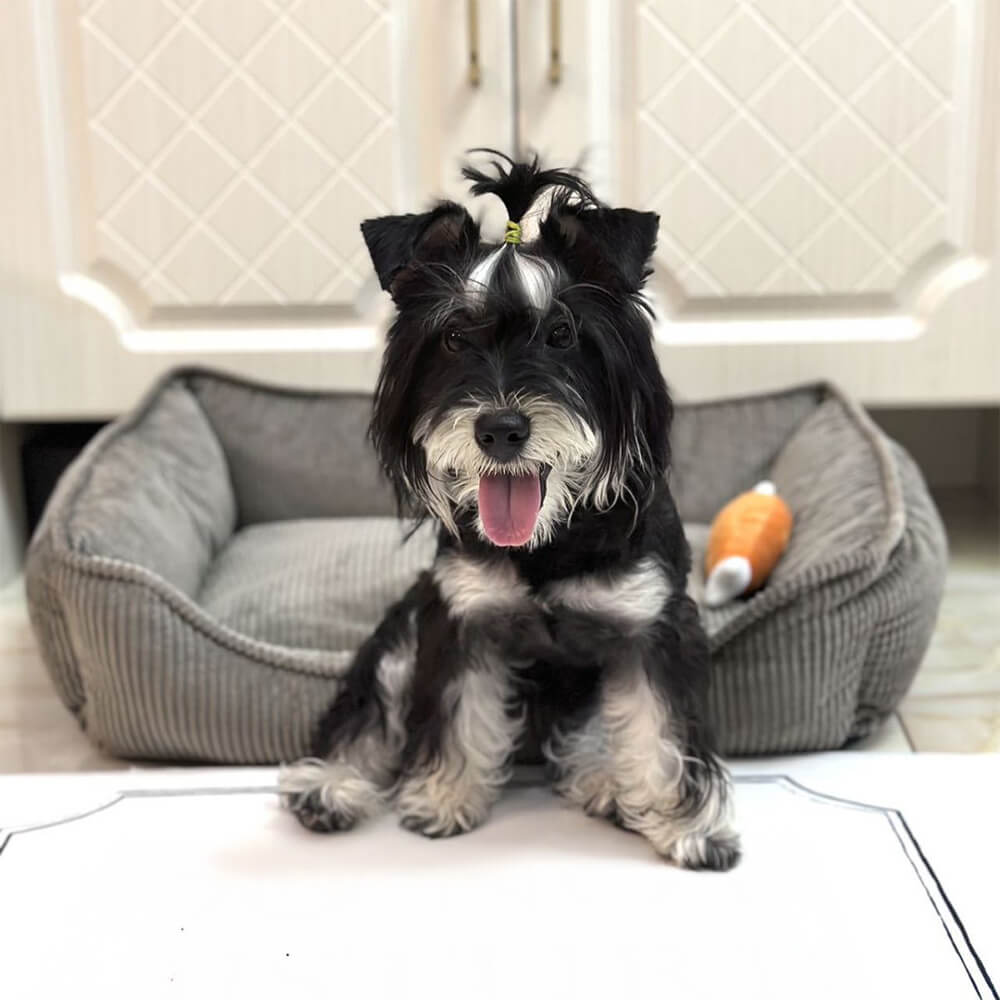 Cama para perros de corduroy duradera y acogedora para todas las estaciones, para perros pequeños y medianos