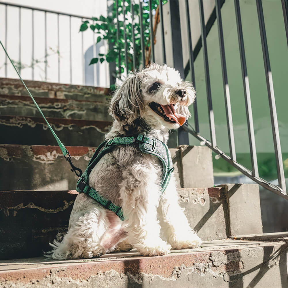 Arnés/correa para perros de tela reciclada ecológica