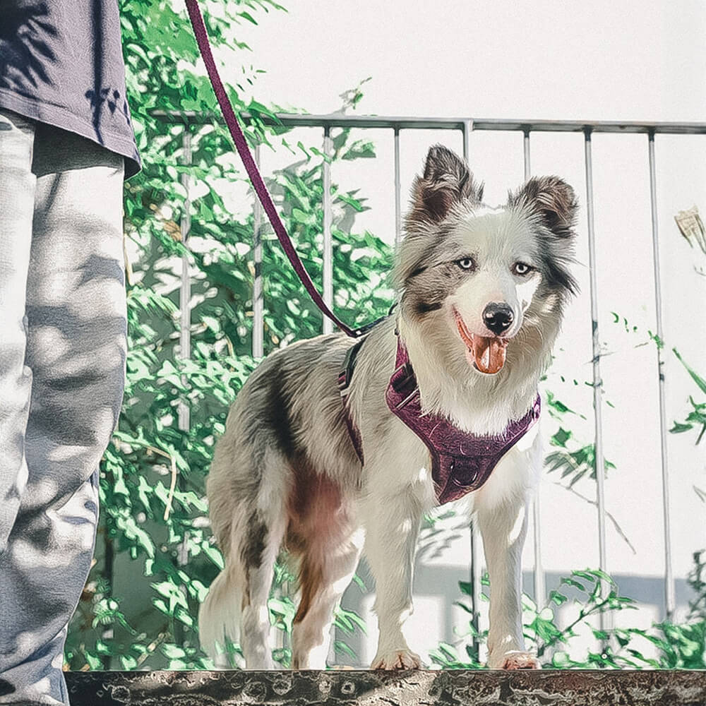 Arnés/correa para perros de tela reciclada ecológica