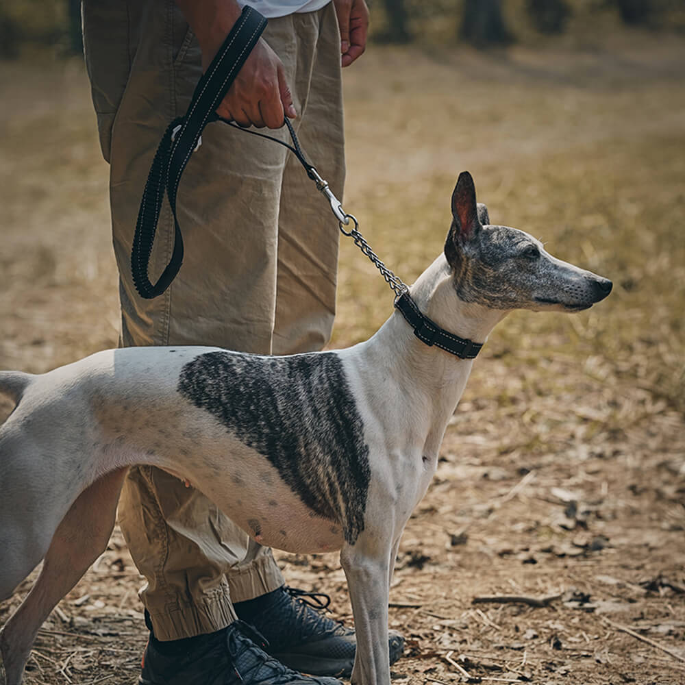 Collier et laisse pour chien anti-traction réfléchissants multifonctionnels