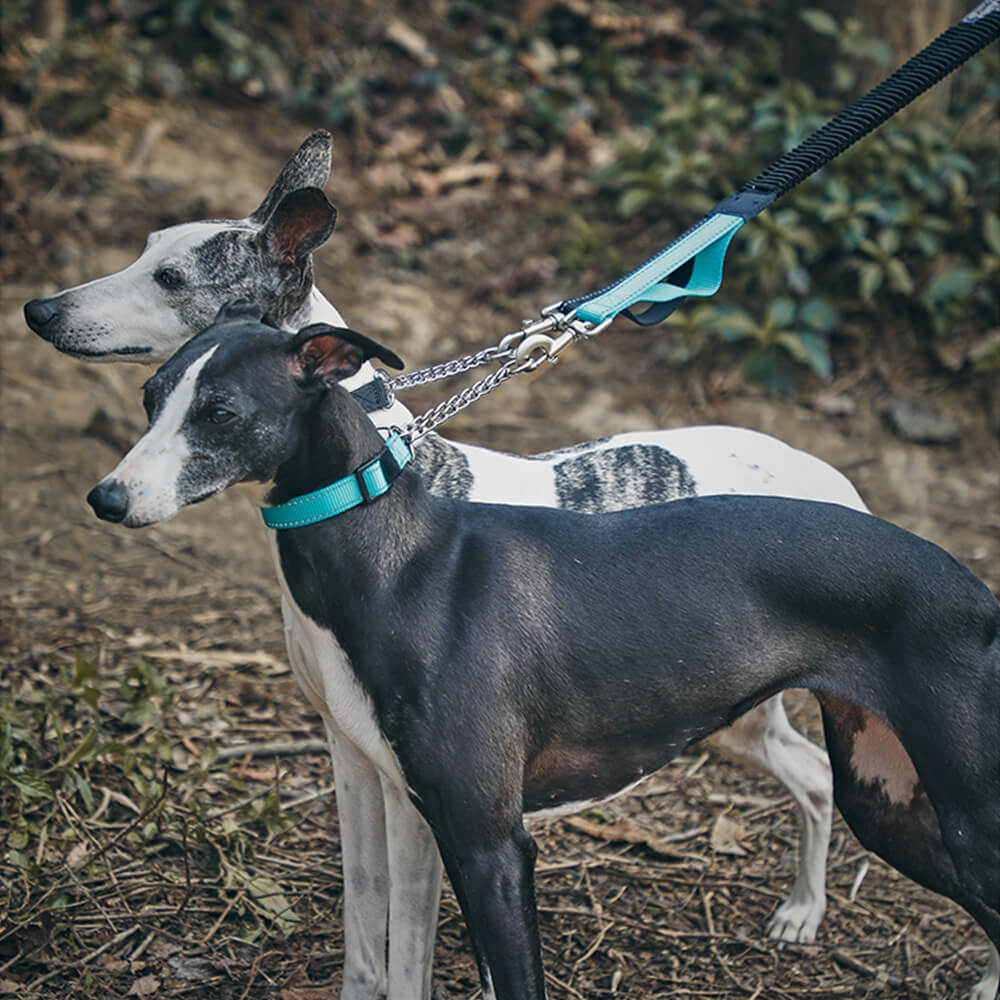 Collier et laisse pour chien anti-traction réfléchissants multifonctionnels