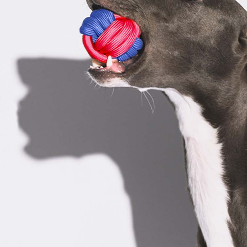 Juguete para perros que lanza bolas de nudos - <tc>Color</tc> Choque