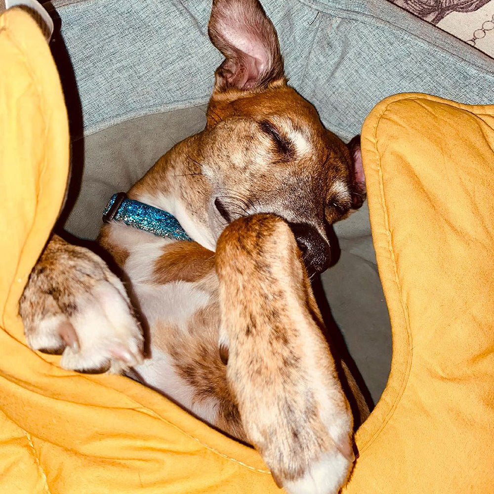 Manta para perros de forma de hoja con cama para perros de donas regalos de perro de lujo