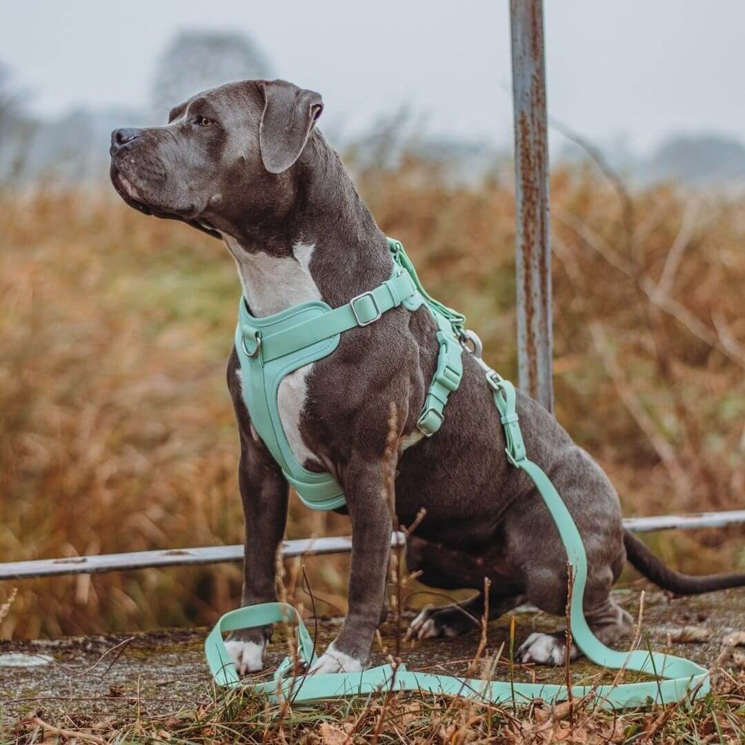 Arnés de perro gomoso