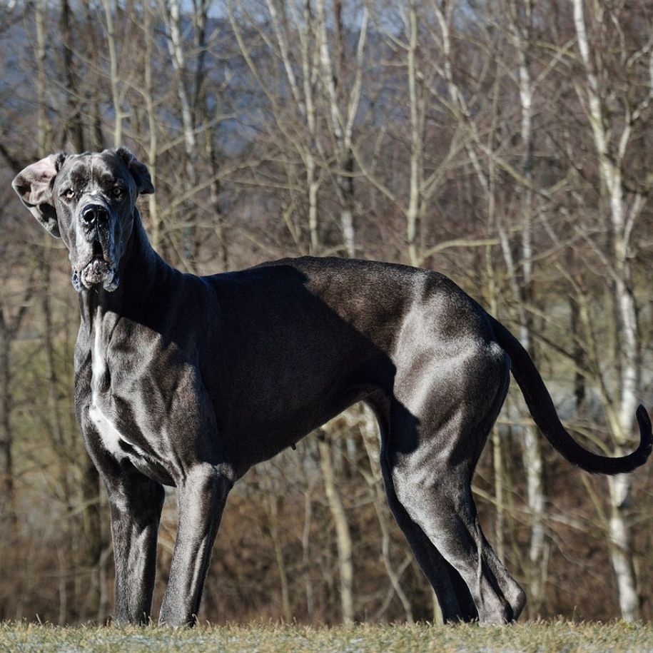 Great Dane Dog Breed Information and Characteristics