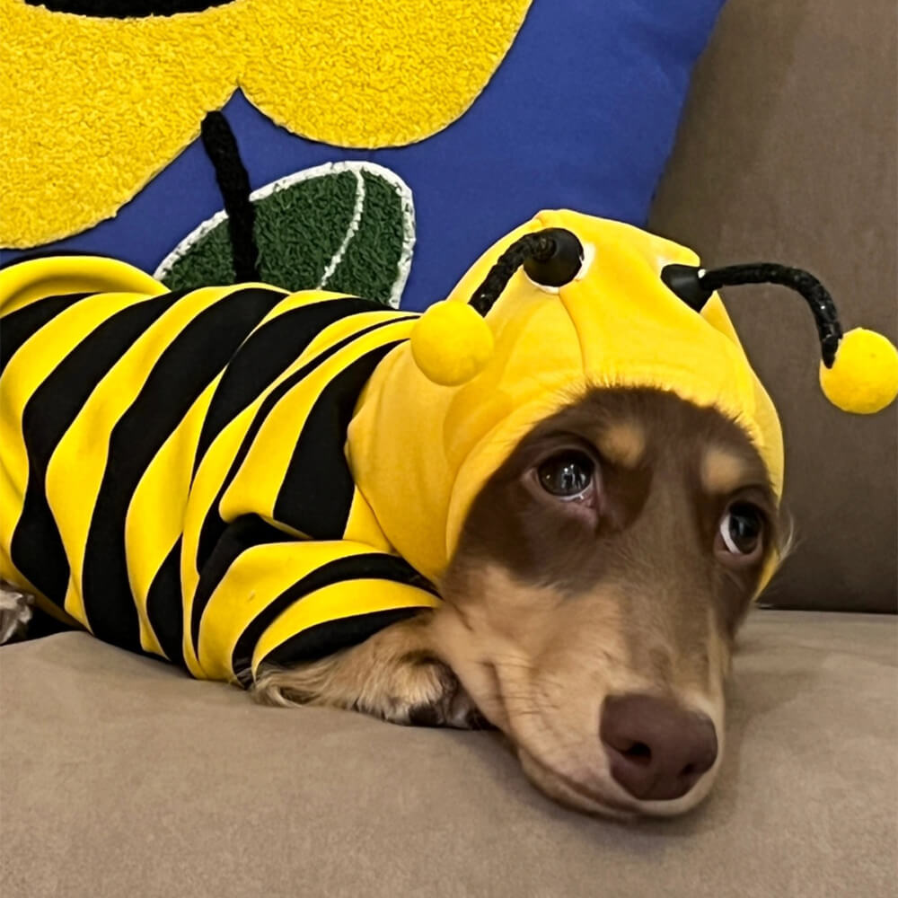 Disfraz de abeja con capucha para perro, divertido y peculiar