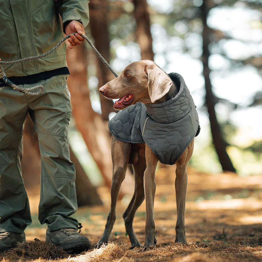 Chaleco acolchado para perros para exteriores: cálido y duradero para caminatas y aventuras