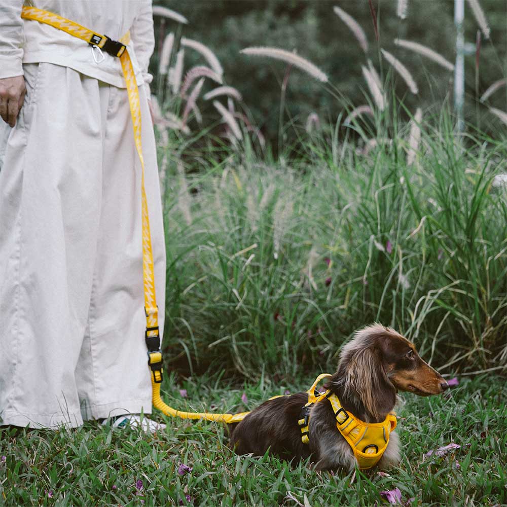 Correas de nailon para perros grandes, con asa suave, ajustables, reflectantes y de doble cara - Flexi Walker