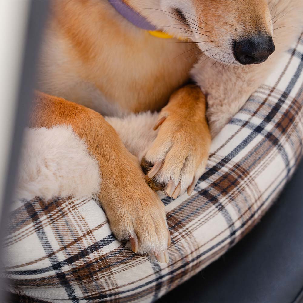 Asiento elevador para perros para automóvil, grande, clásico y esponjoso: manténgalo seguro