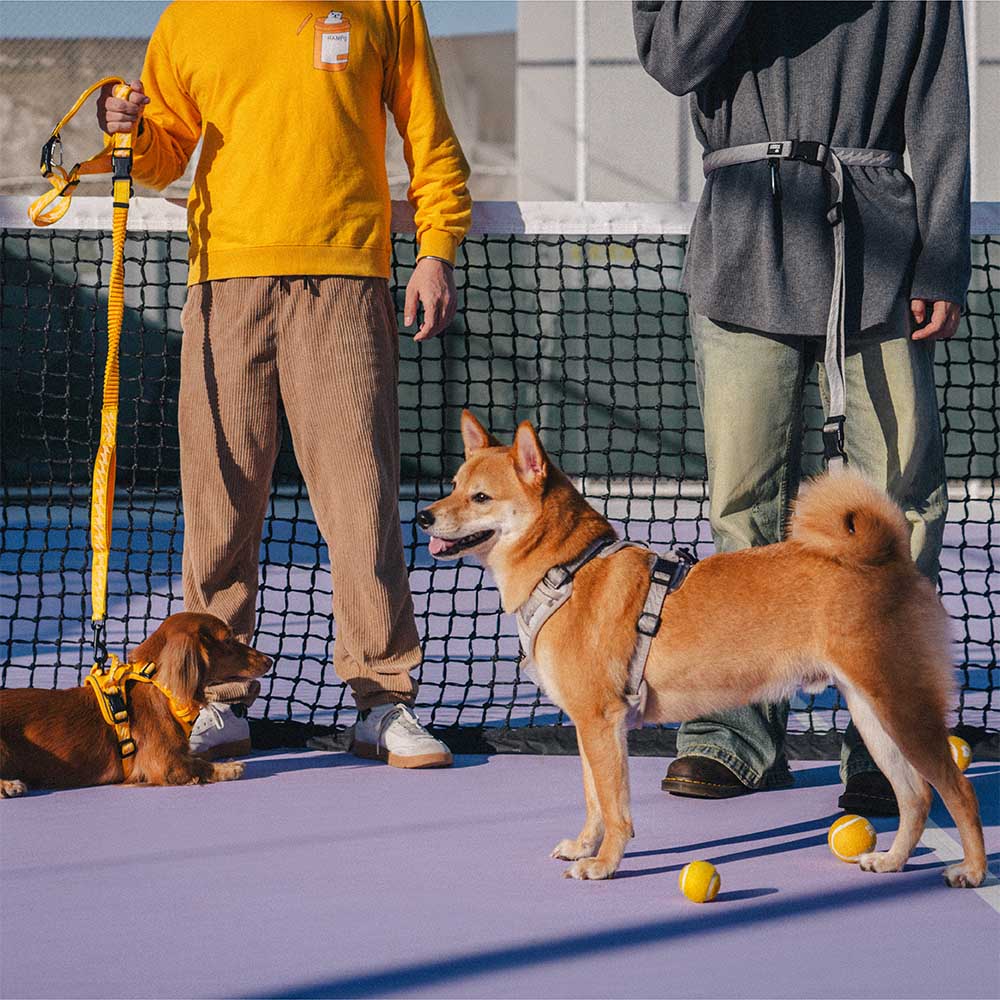 Correas de nailon para perros grandes, con asa suave, ajustables, reflectantes y de doble cara - Flexi Walker