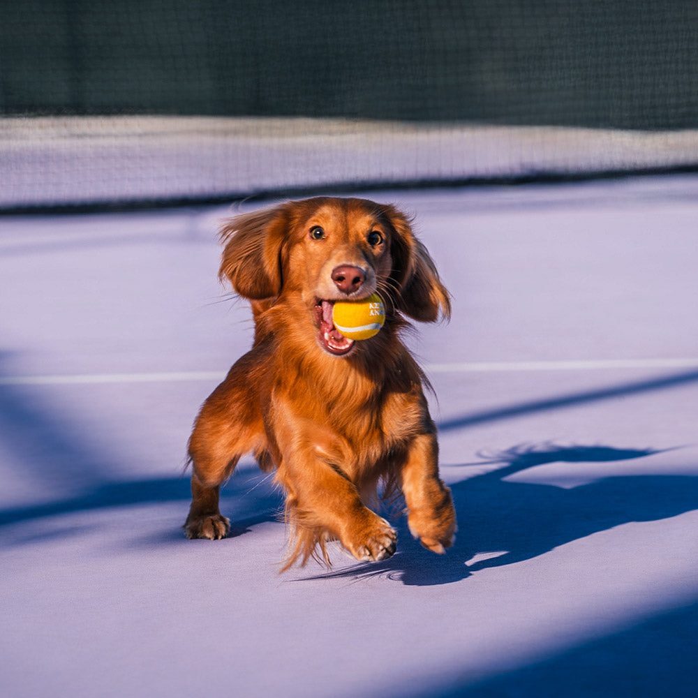 Pelota de tenis FUNNYFUZZY para perros: chirría y rebota