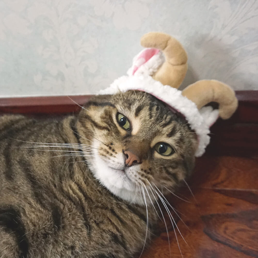 Disfraz de Halloween de murciélago, flamenco, unicornio y sombrero para mascota