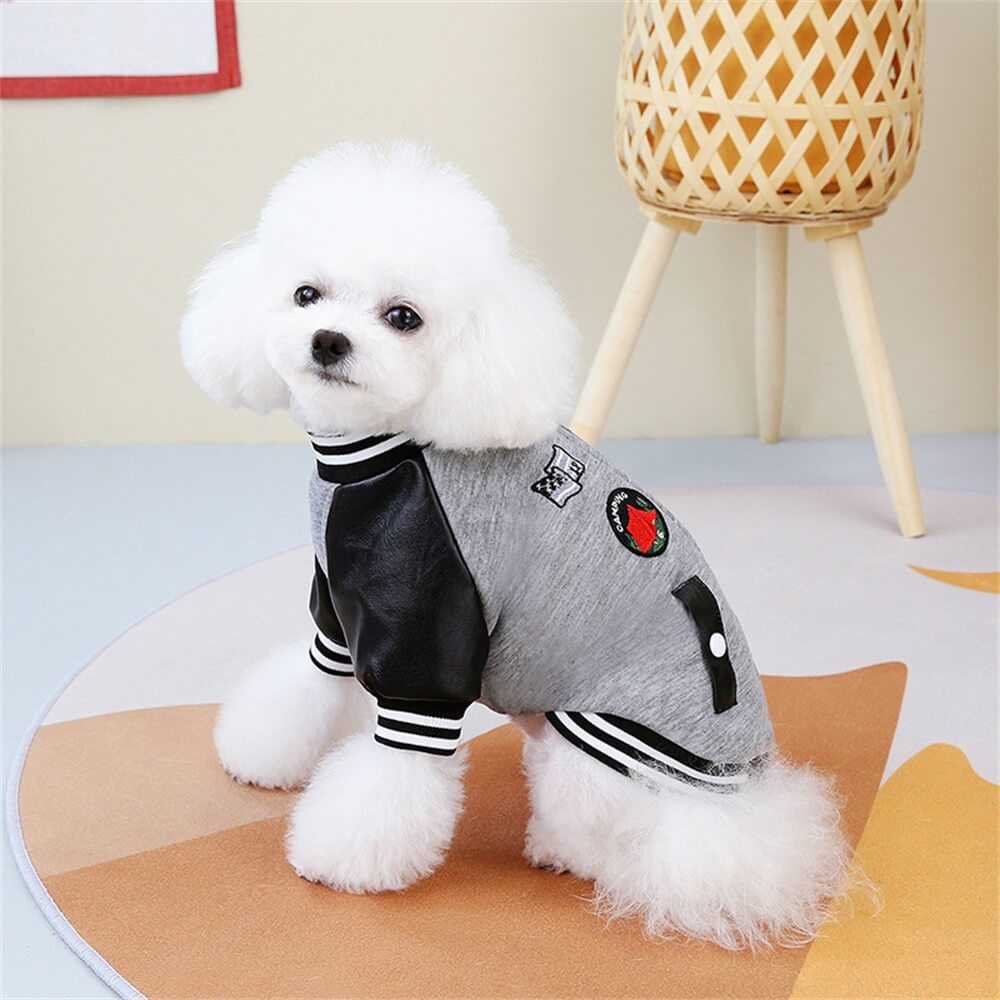 Chaqueta universitaria moderna para perros: elegante y divertida para perros pequeños