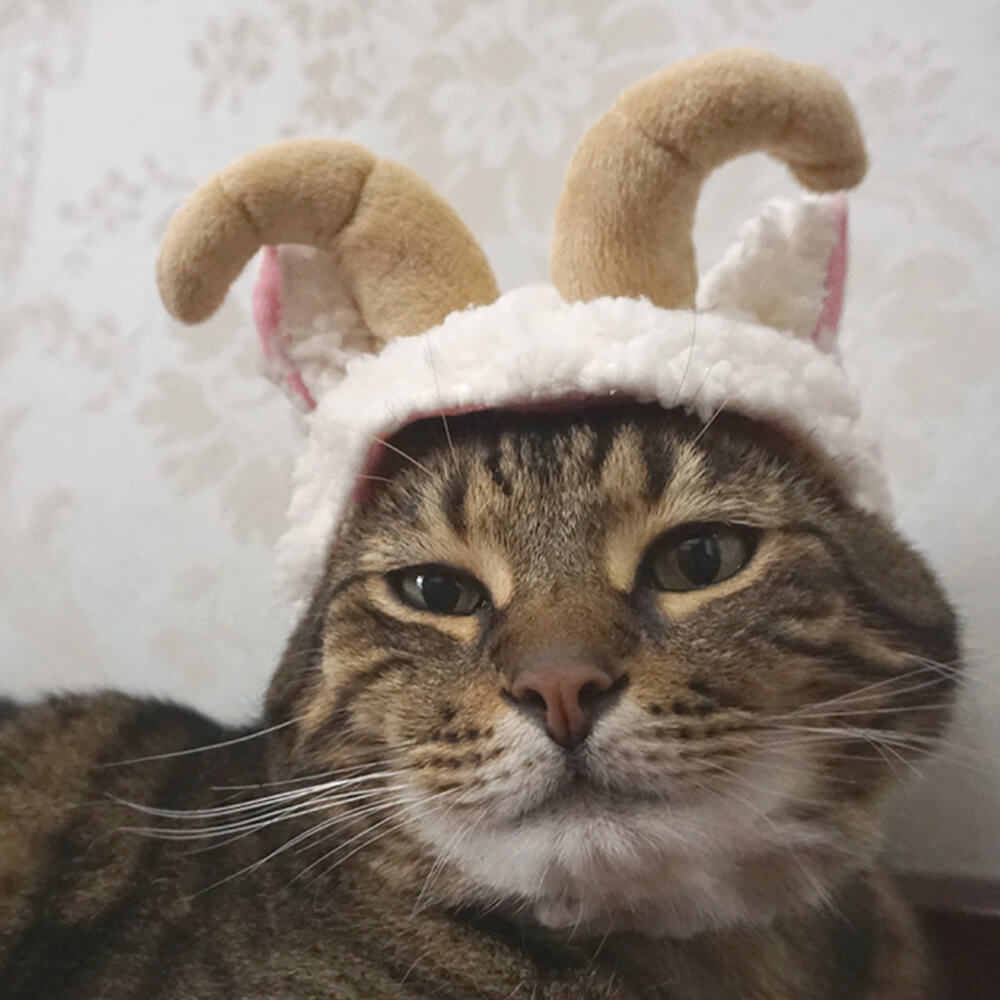 Disfraz de Halloween de murciélago, flamenco, unicornio y sombrero para mascota