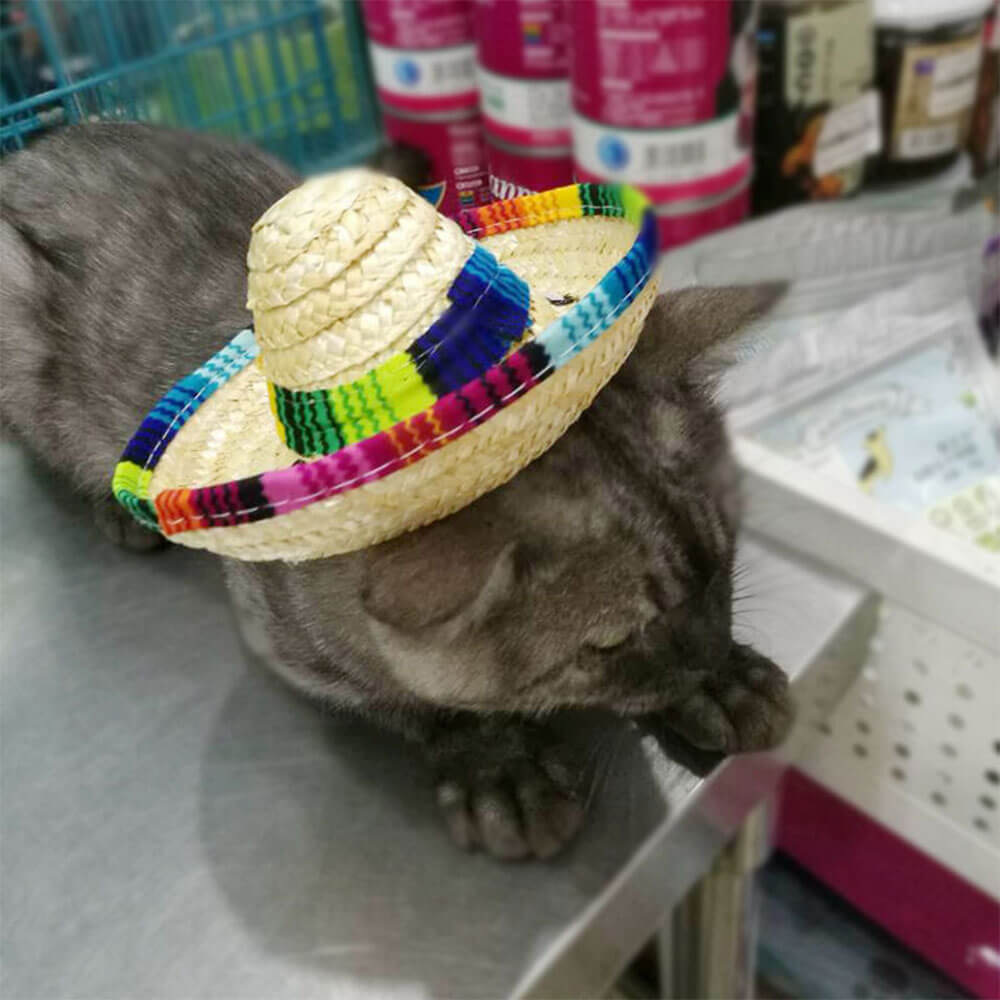 Sombrero de paja popular para el sol con forma de mini gato