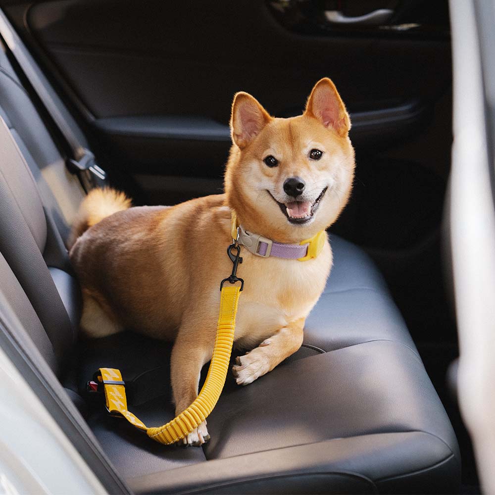 Cinturón de seguridad ajustable y fresco para accesorios de perro