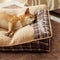 Cama de perros rectángulo de peluche de peluche extravagante extra grande - noche nocturna