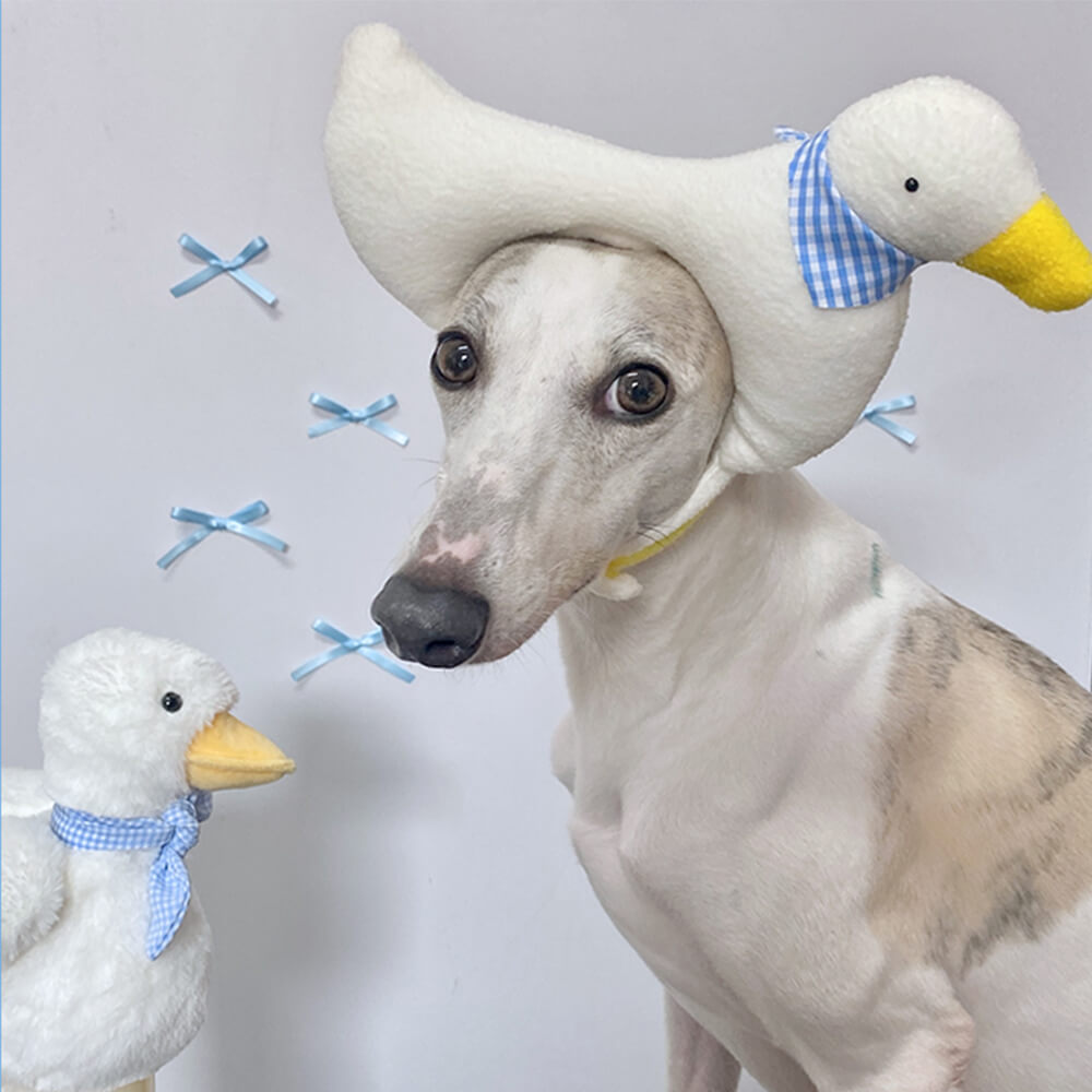 Disfraz de Halloween de murciélago, flamenco, unicornio y sombrero para mascota