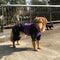 Oxford Fabric Dog Water Dog Cubra de cobertura completa con piernas y capucha