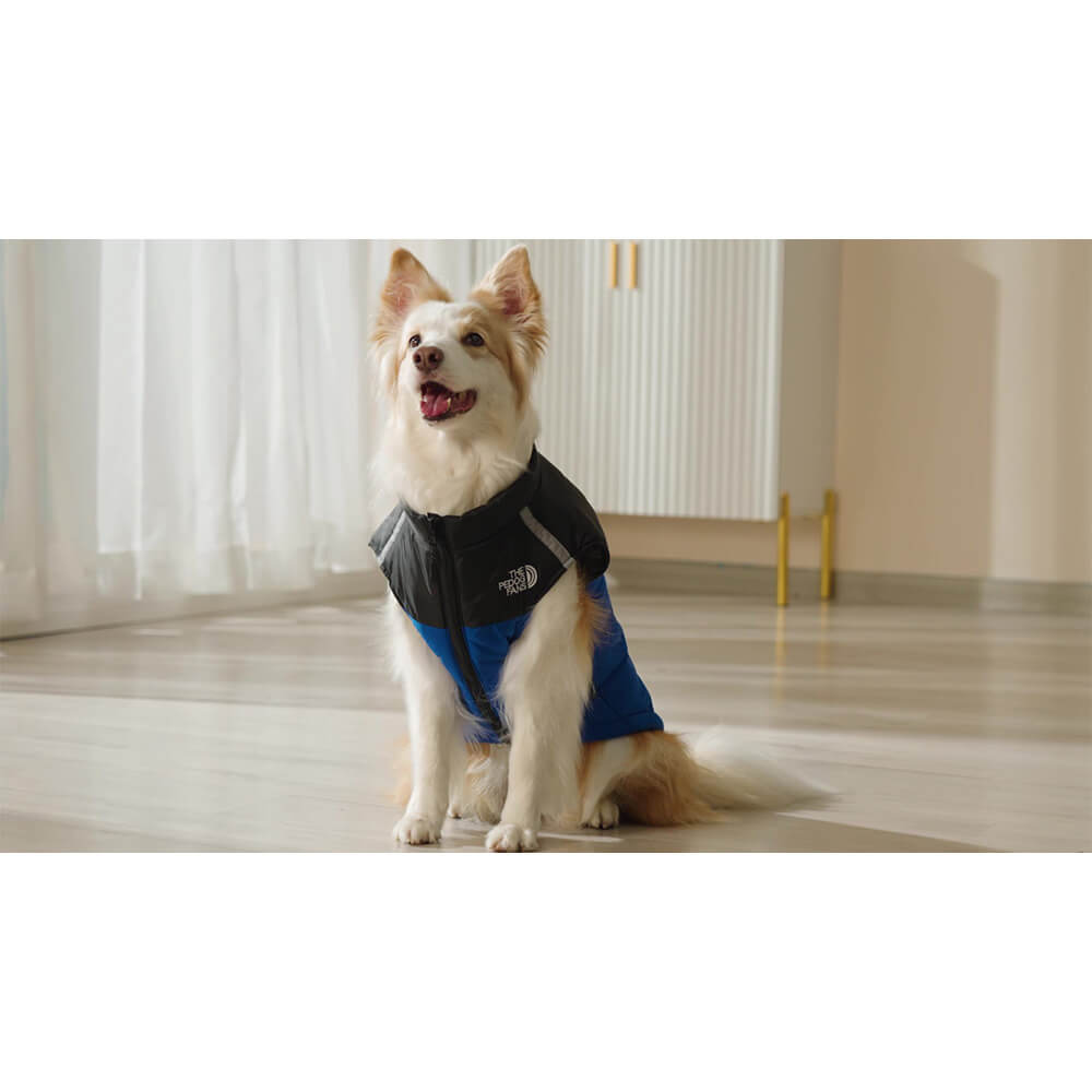 Chaleco impermeable y resistente al viento para perros: chaqueta de aventura al aire libre en 4 colores