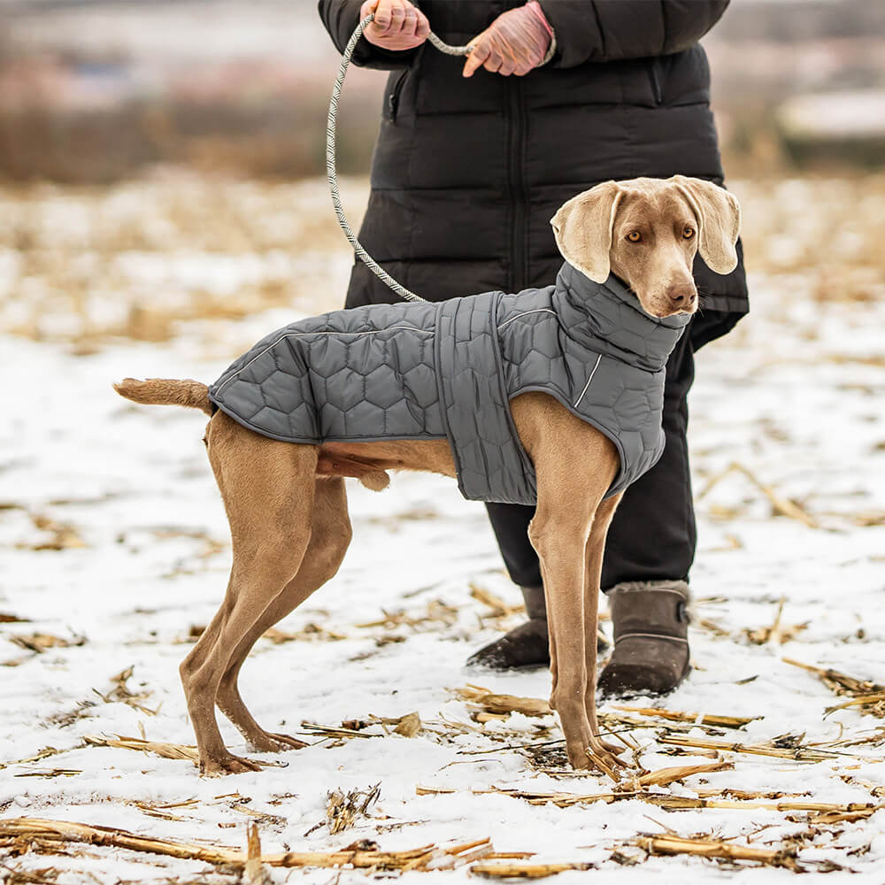 Chaleco acolchado para perros para exteriores: cálido y duradero para caminatas y aventuras