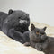 Animal Series Long Throw Pillows Gift Home Décor Pet Pillow