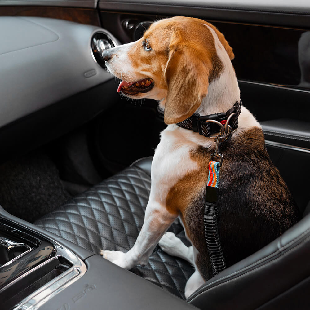 <tc>Color</tc>Cinturón de seguridad ajustable para perros con amortiguador completo