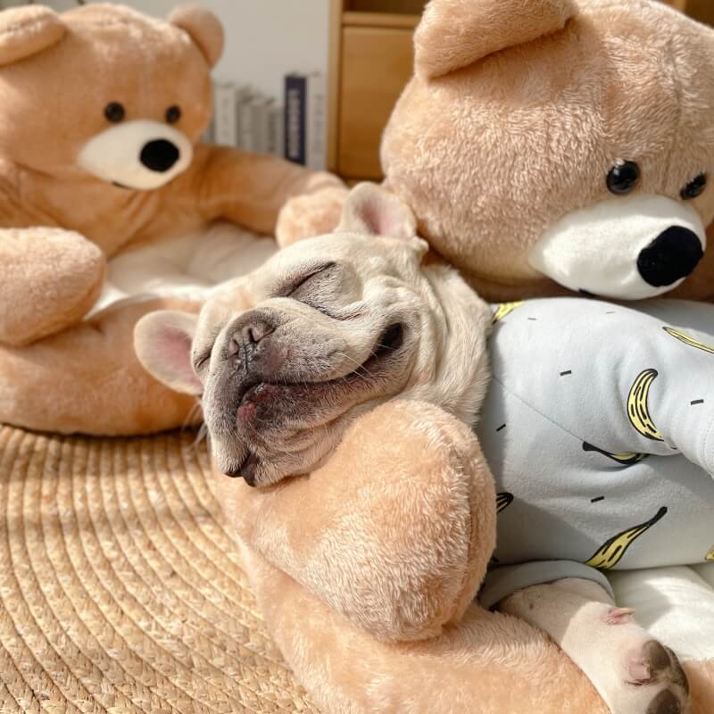 Cama de Gato Desmontable con Osito de Peluche Lindo