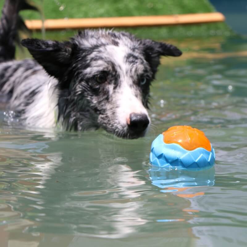 Juguete interactivo para masticar para perros, juguete de agua flotante al aire libre