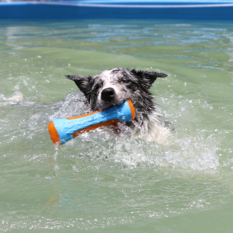 Juguete interactivo para masticar para perros, juguete de agua flotante al aire libre