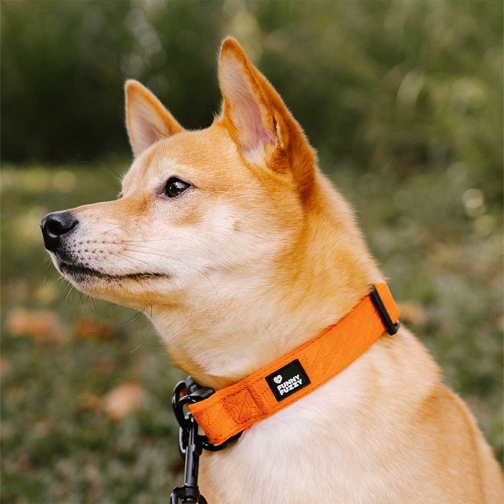 Collar para perros duradero de nailon ajustable FUNNYFUZZY - Flexi Walker