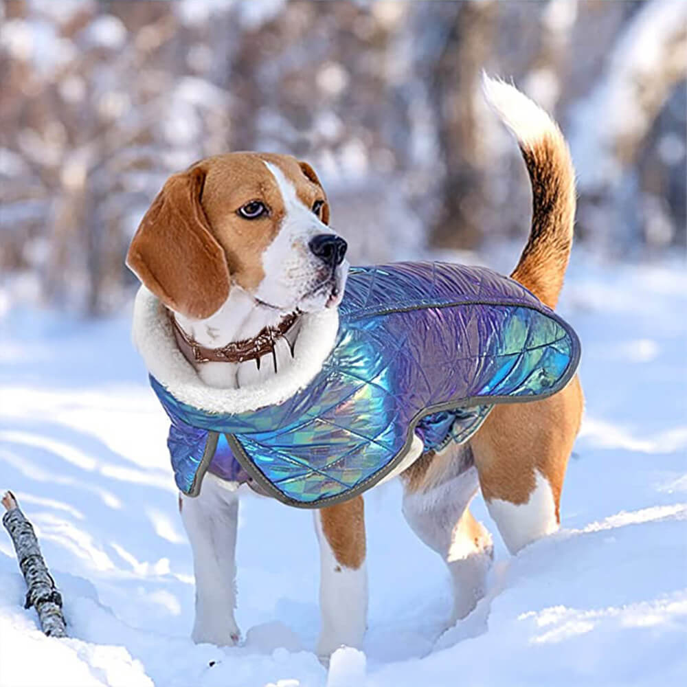 Chaqueta reflectante impermeable y colorida deslumbrante para perros