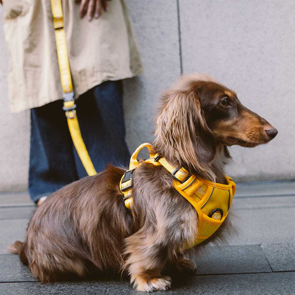 Arnés reflectante ajustable para perros de exterior FUNNYFUZZY - Flexi Walker