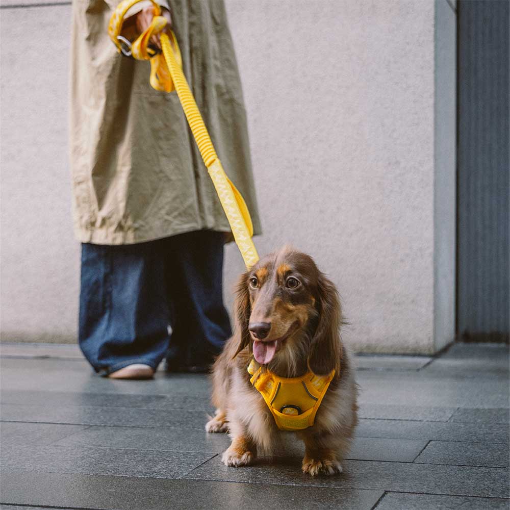 Arnés reflectante ajustable para perros de exterior FUNNYFUZZY - Flexi Walker