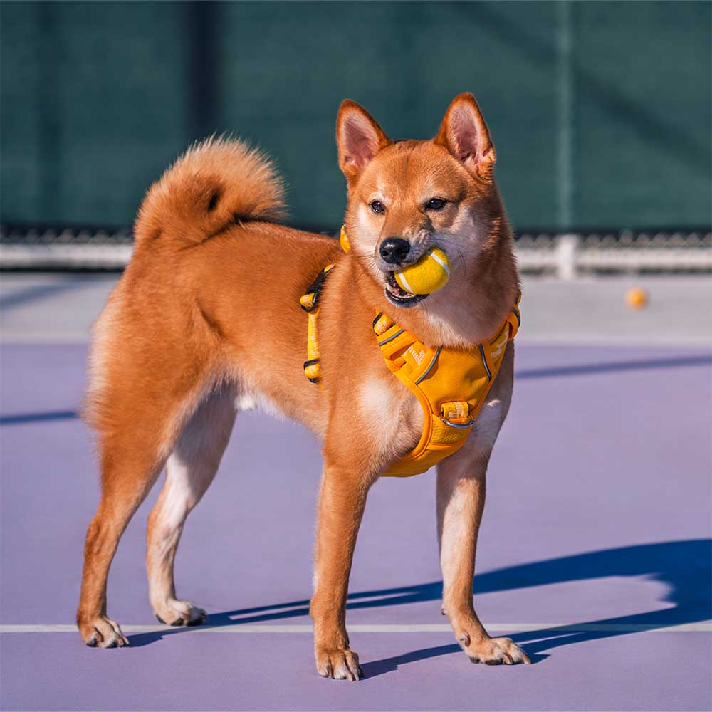 Pelota de tenis FUNNYFUZZY para perros: chirría y rebota