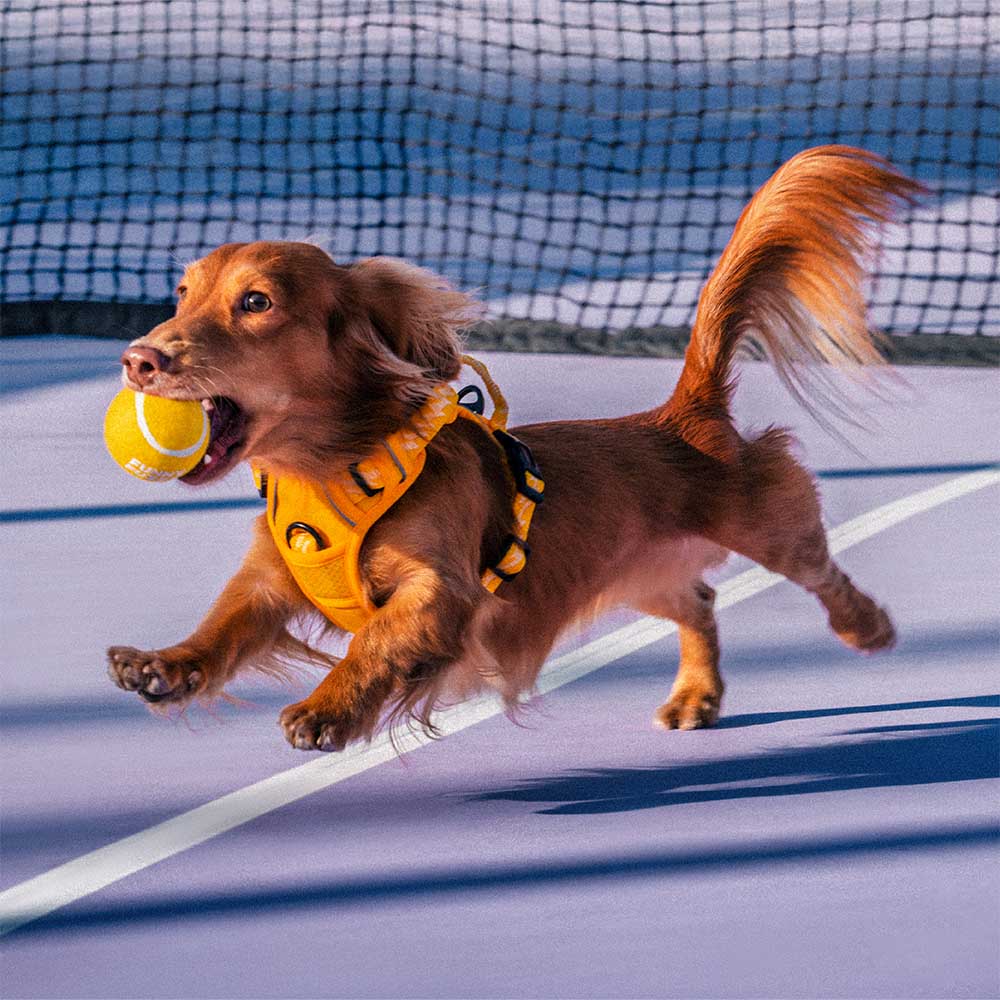 Pelota de tenis FUNNYFUZZY para perros: chirría y rebota