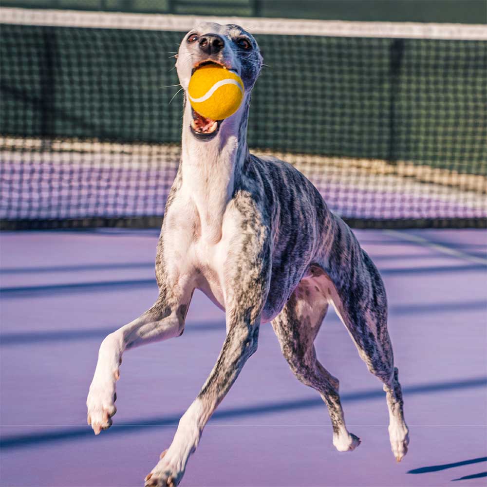 Pelota de tenis FUNNYFUZZY para perros: chirría y rebota