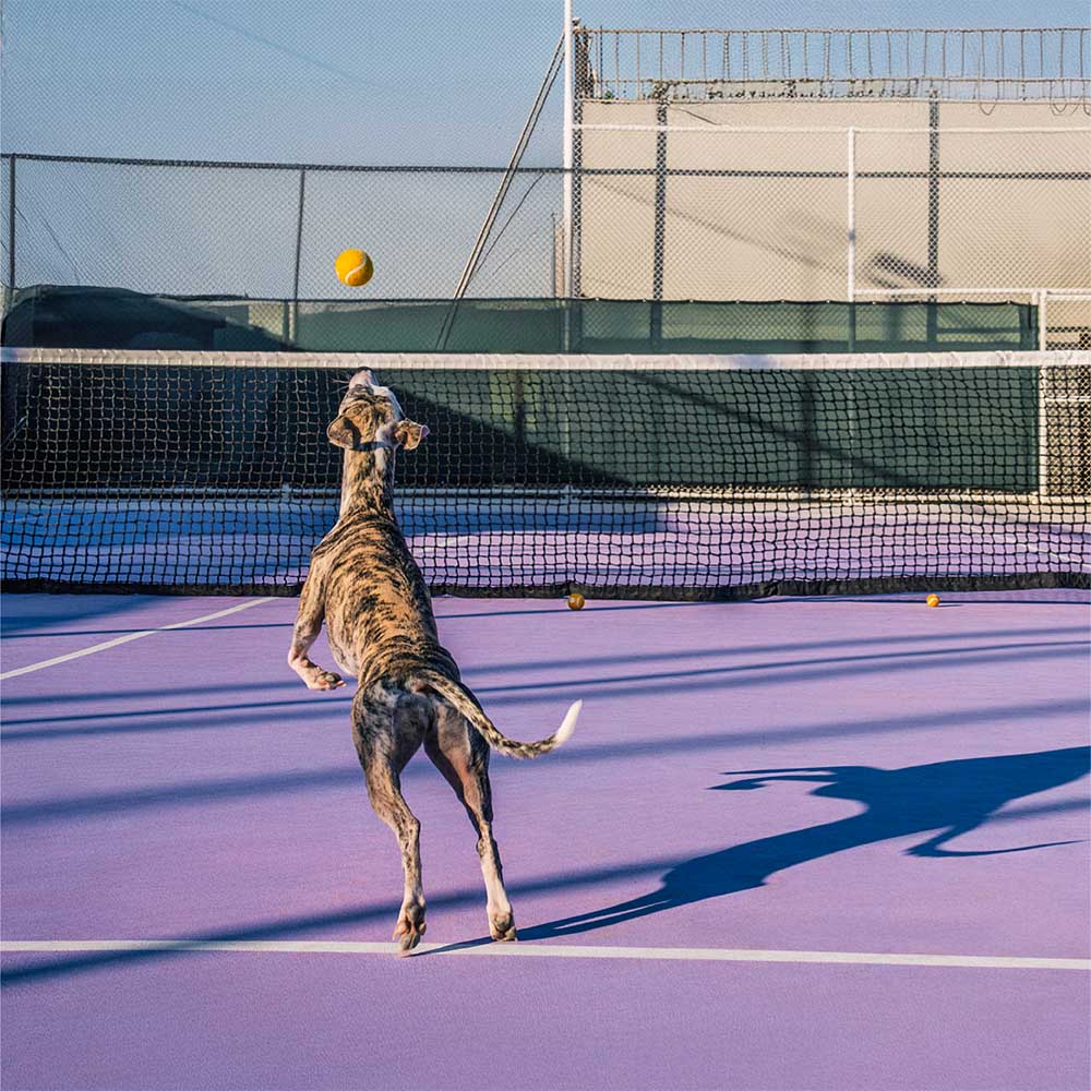 Pelota de tenis FUNNYFUZZY para perros: chirría y rebota