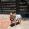 Chubasqueros reversibles impermeables para perros - Grafiti & Iridiscente