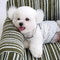 Cama de perro de terciopelo jacquard chenille a rayas para cachorros para cachorros