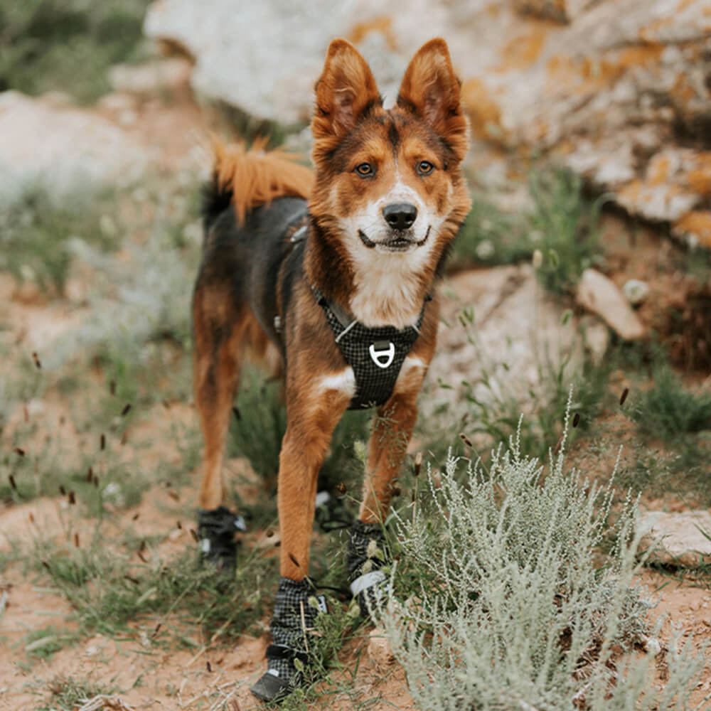 Botas para perros elegantes, impermeables, reflectantes, antideslizantes, de goma y con velcro para exteriores