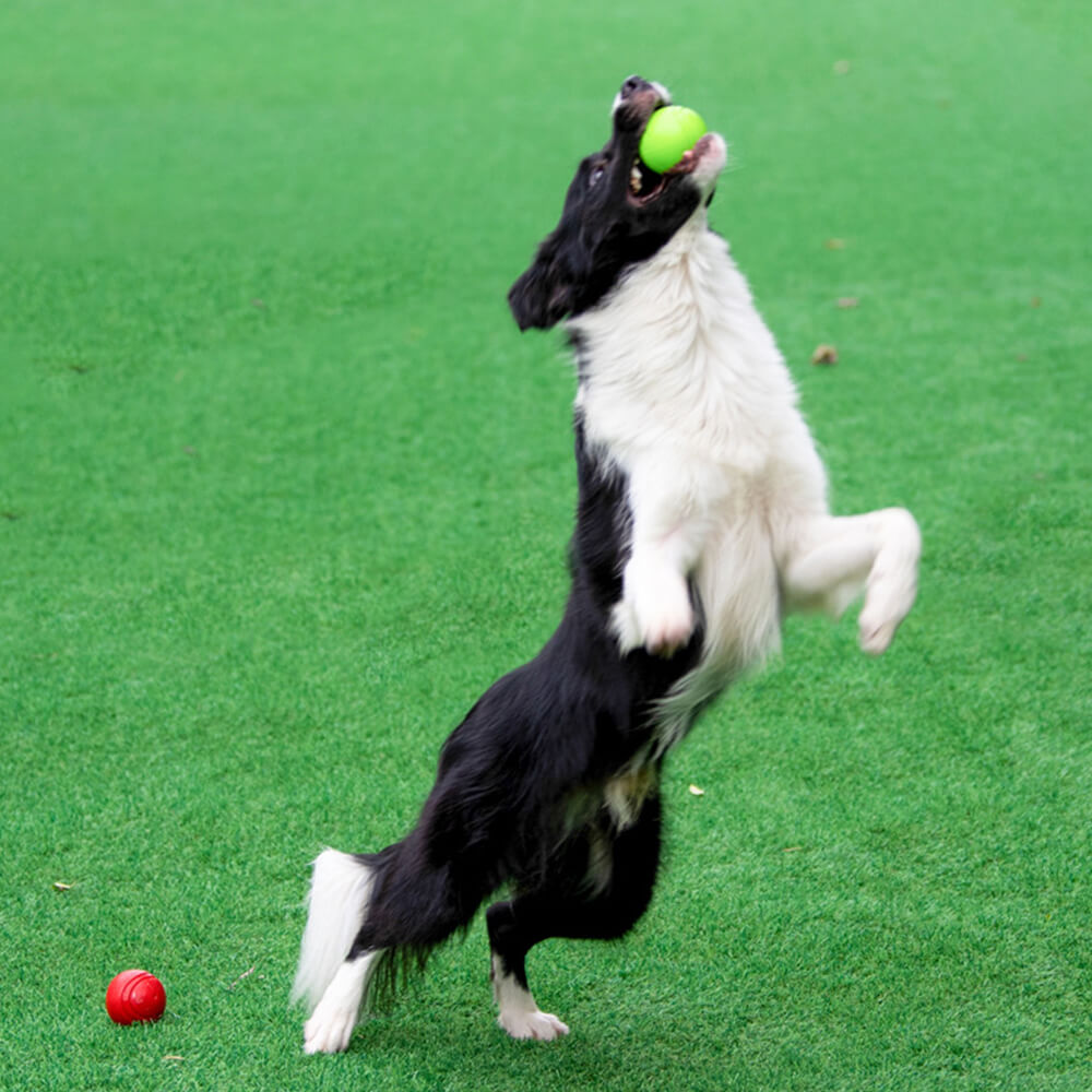 Juguete Elástico y Chirriante de Bola Flotante para Perros