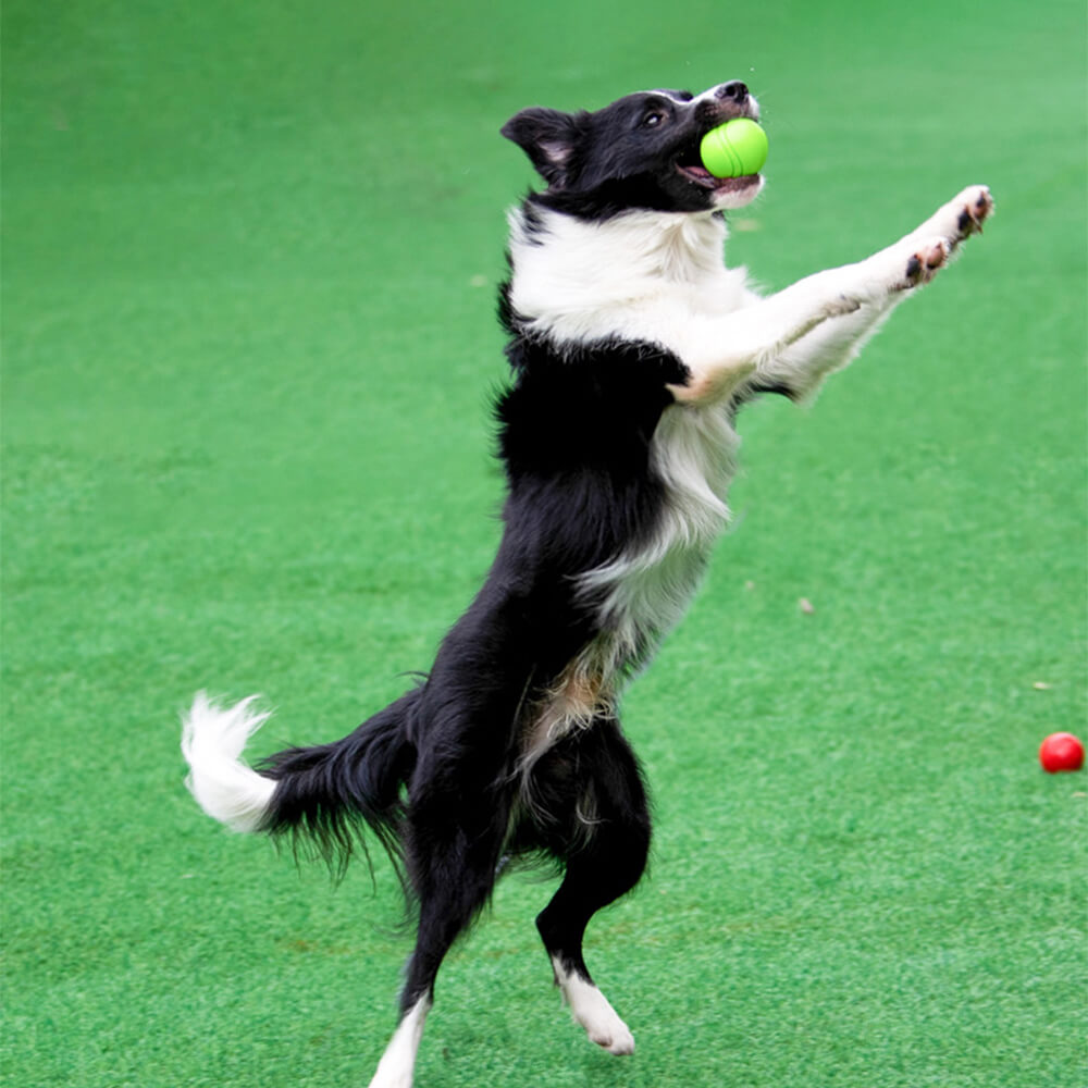 Juguete Elástico y Chirriante de Bola Flotante para Perros