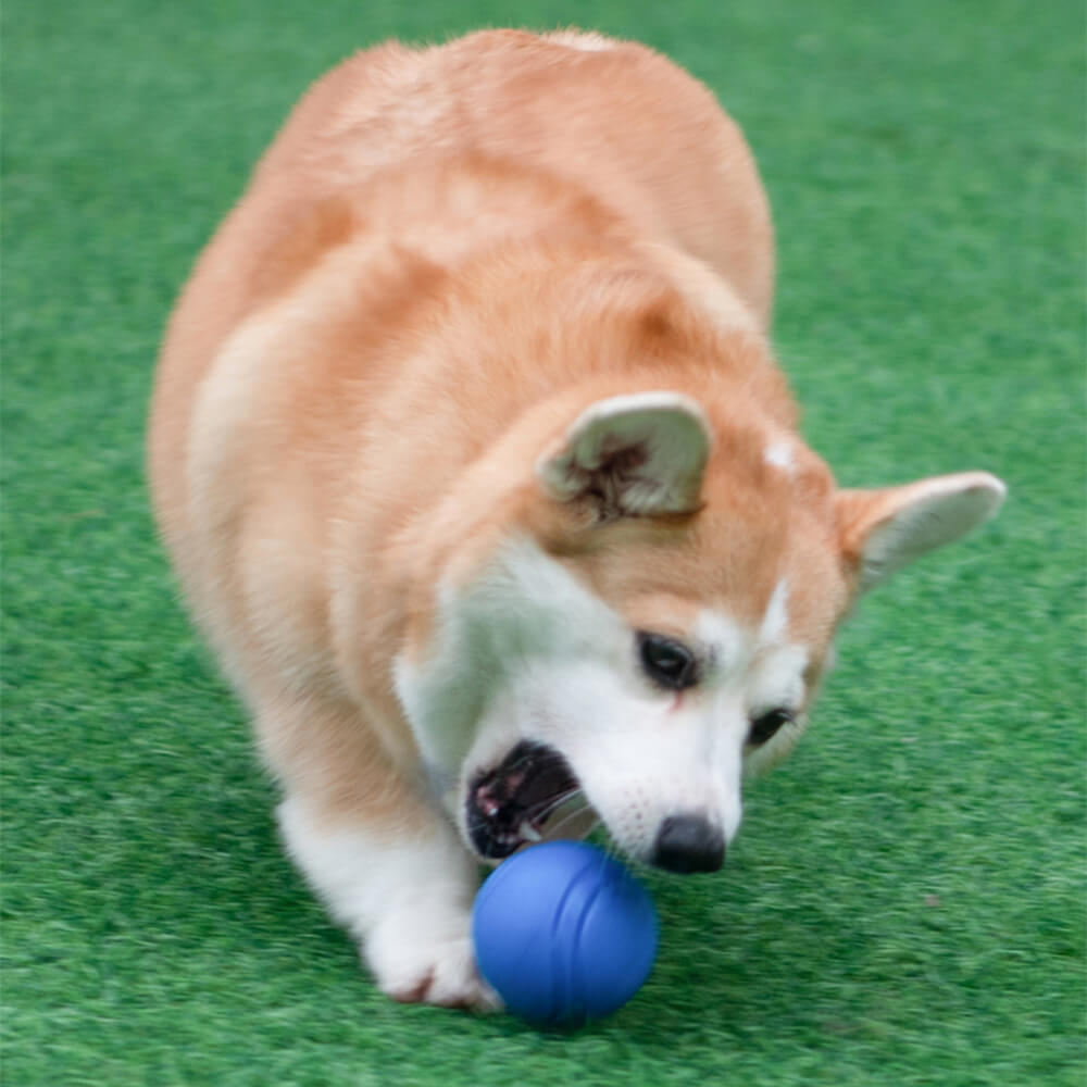 Juguete Elástico y Chirriante de Bola Flotante para Perros