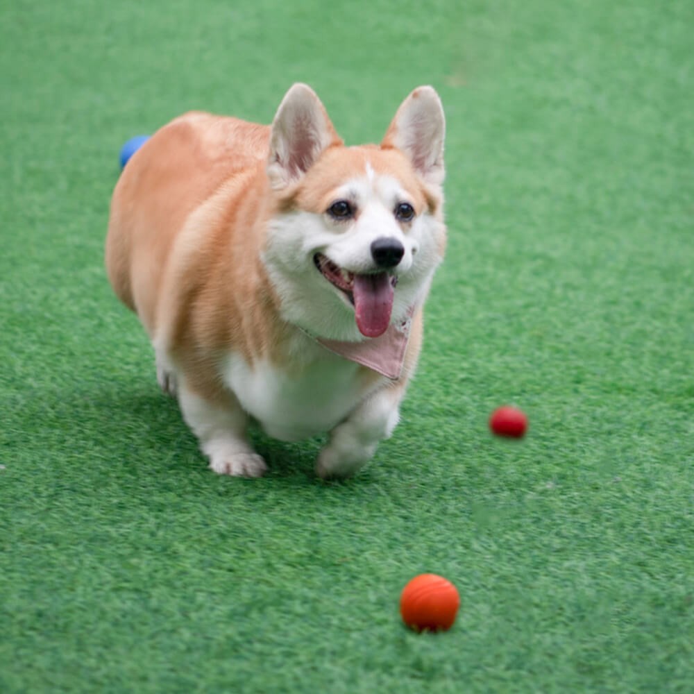 Juguete Elástico y Chirriante de Bola Flotante para Perros