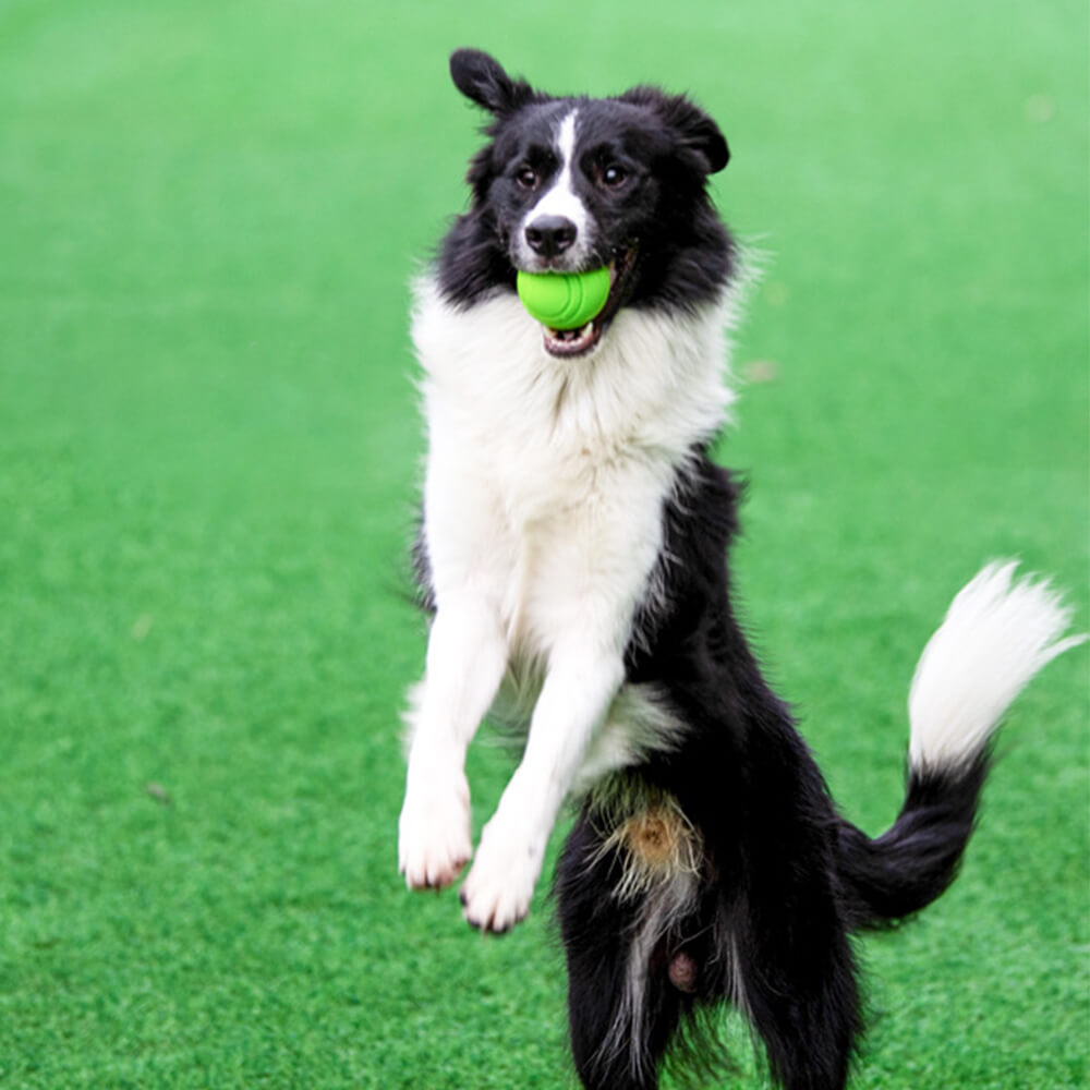 Juguete Elástico y Chirriante de Bola Flotante para Perros