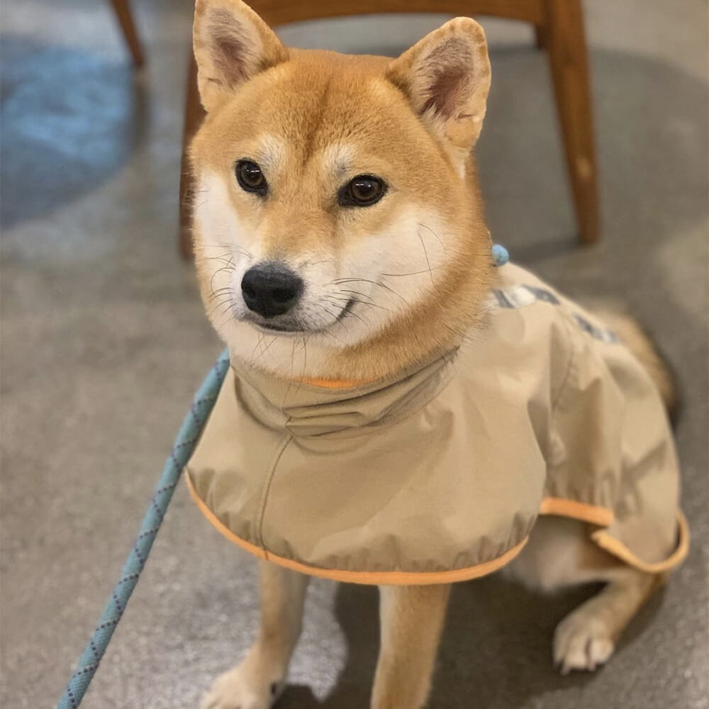 Chubasquero ligero e impermeable para perros con capucha y tira reflectante para exteriores